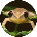 Ecopest Samui profile picture